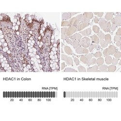 HDAC1 Antibody, Novus Biologicals:Antibodies:Primary Antibodies